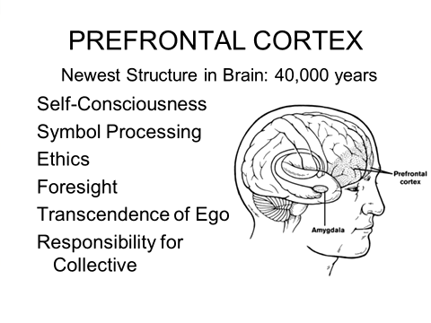 prefrontal cortex: self-consciousness, symbol processing, ethics, foresight, ego-transcedence, responsibility for collective