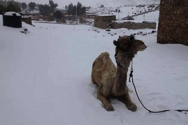 Jööö: Kamel im Schnee